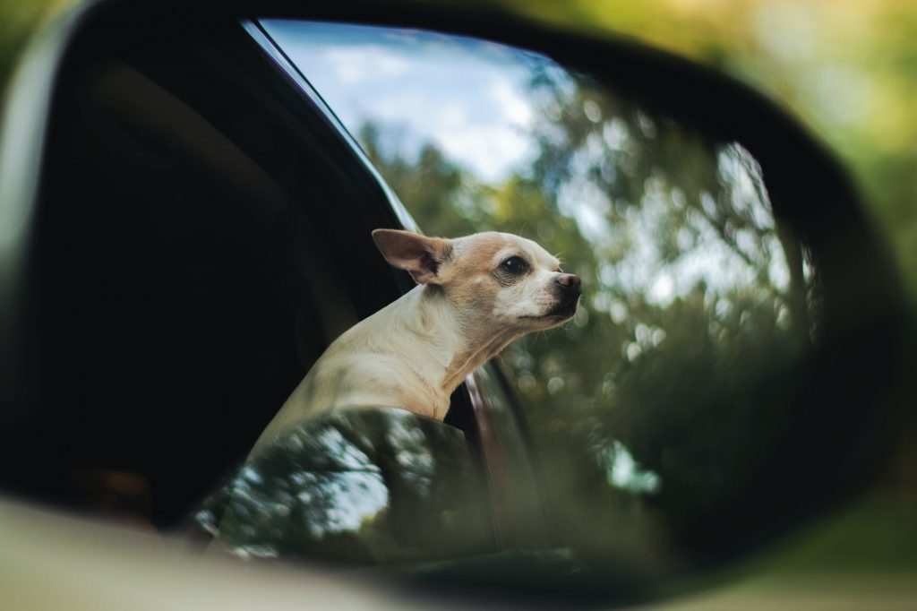 Hond vervoeren in de auto
